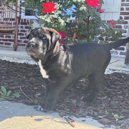 Jax, a Adoptable Black Labrador Retriever in Baton Rouge, LA image 3/4