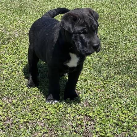 Jax, a Adoptable Black Labrador Retriever in Baton Rouge, LA image 4/4