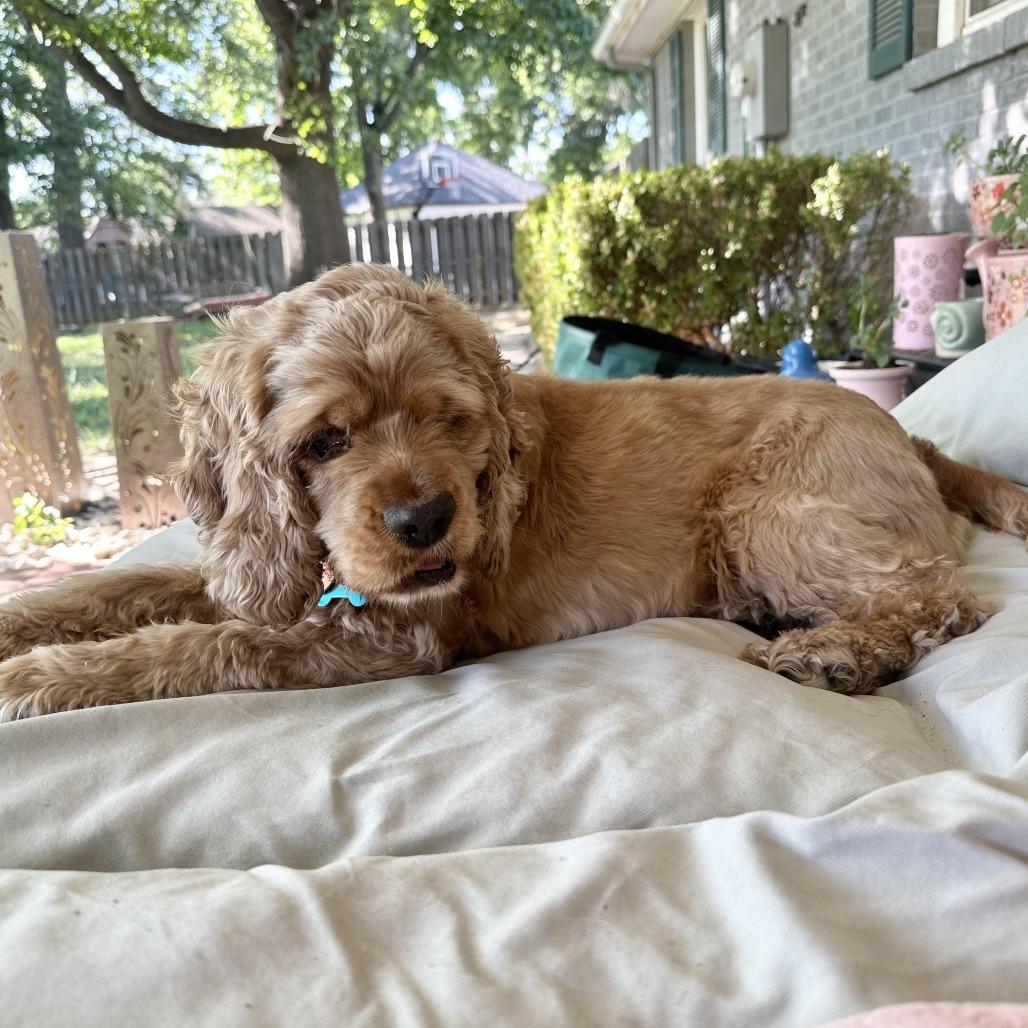 Betty Cocker, Adoptable, Adult Female Cocker Spaniel.