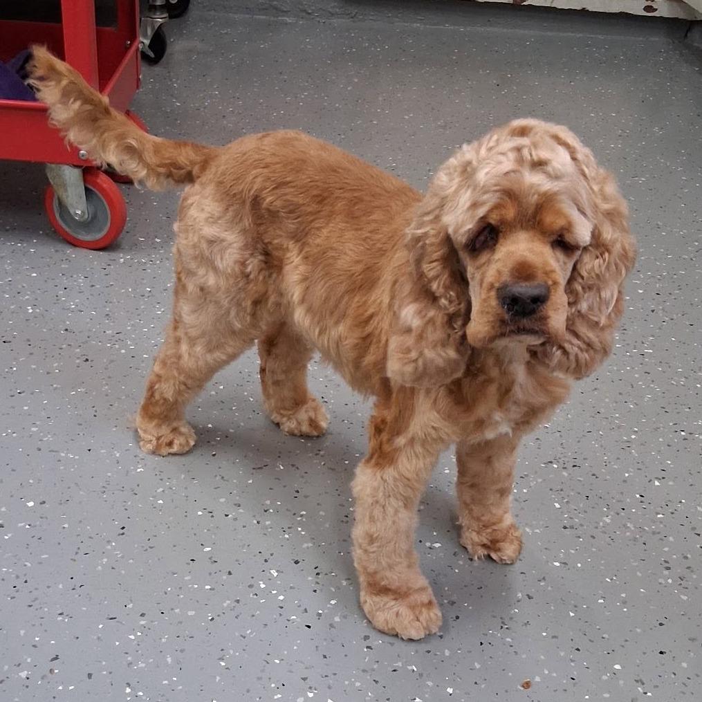 Betty Cocker, a Adoptable Cocker Spaniel in Wichita, KS image 2/6