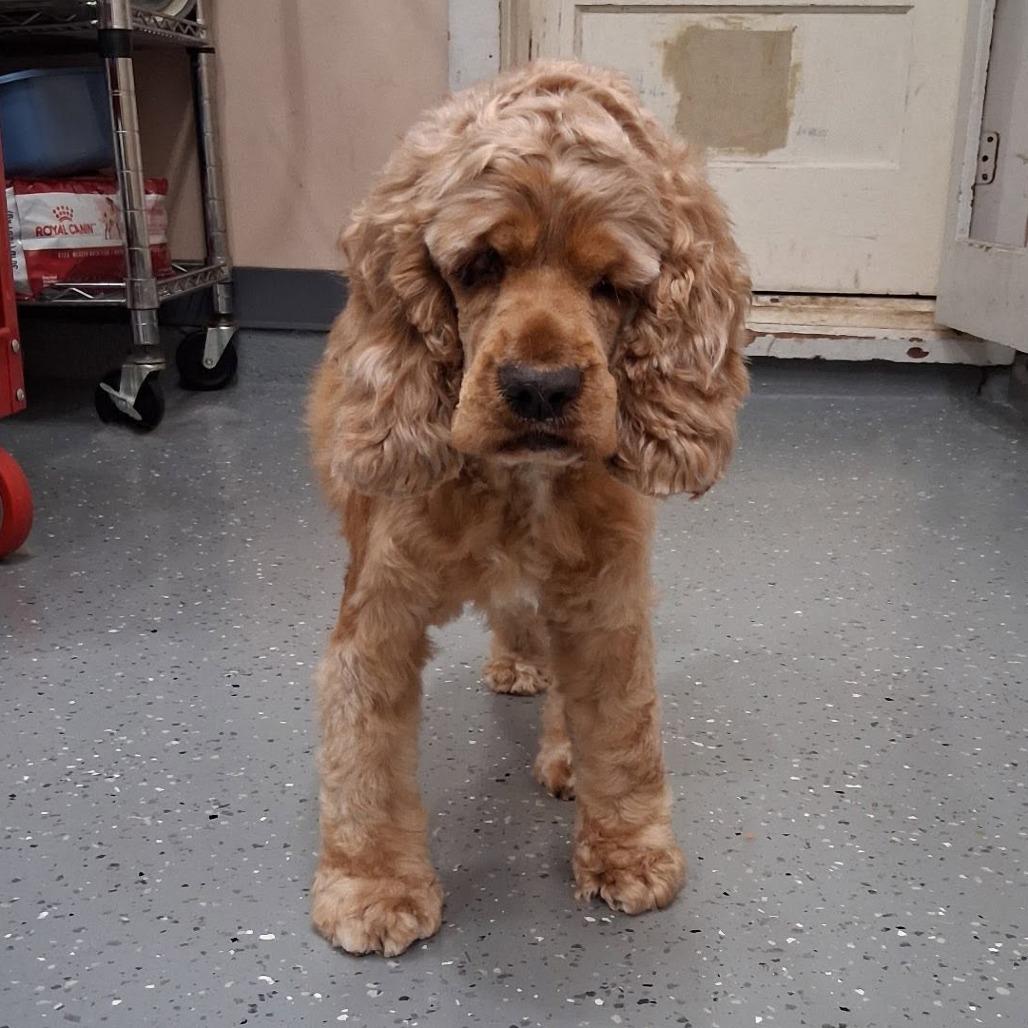 Betty Cocker, a Adoptable Cocker Spaniel in Wichita, KS image 3/6