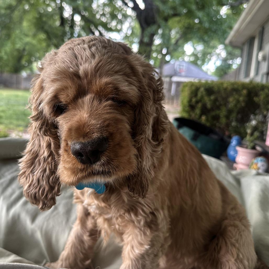 Betty Cocker, a Adoptable Cocker Spaniel in Wichita, KS image 4/6