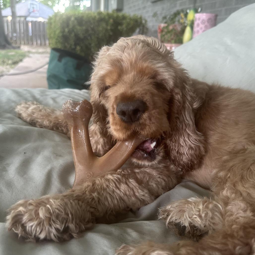 Betty Cocker, a Adoptable Cocker Spaniel in Wichita, KS image 5/6