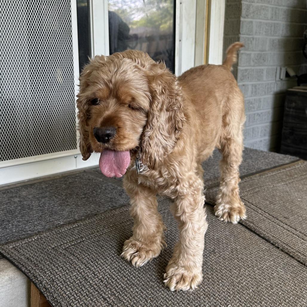 Betty Cocker, a Adoptable Cocker Spaniel in Wichita, KS image 5/6