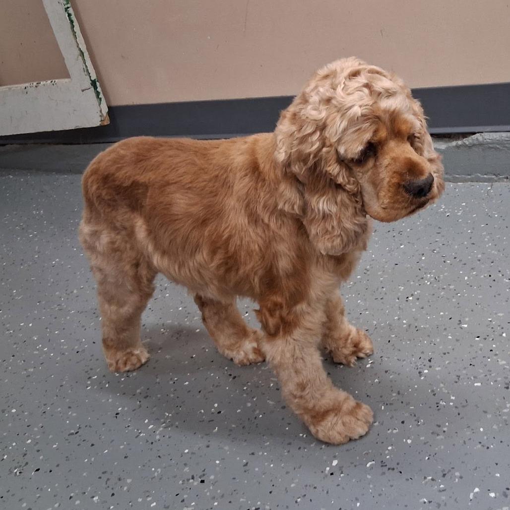 Betty Cocker, a Adoptable Cocker Spaniel in Wichita, KS image 6/6