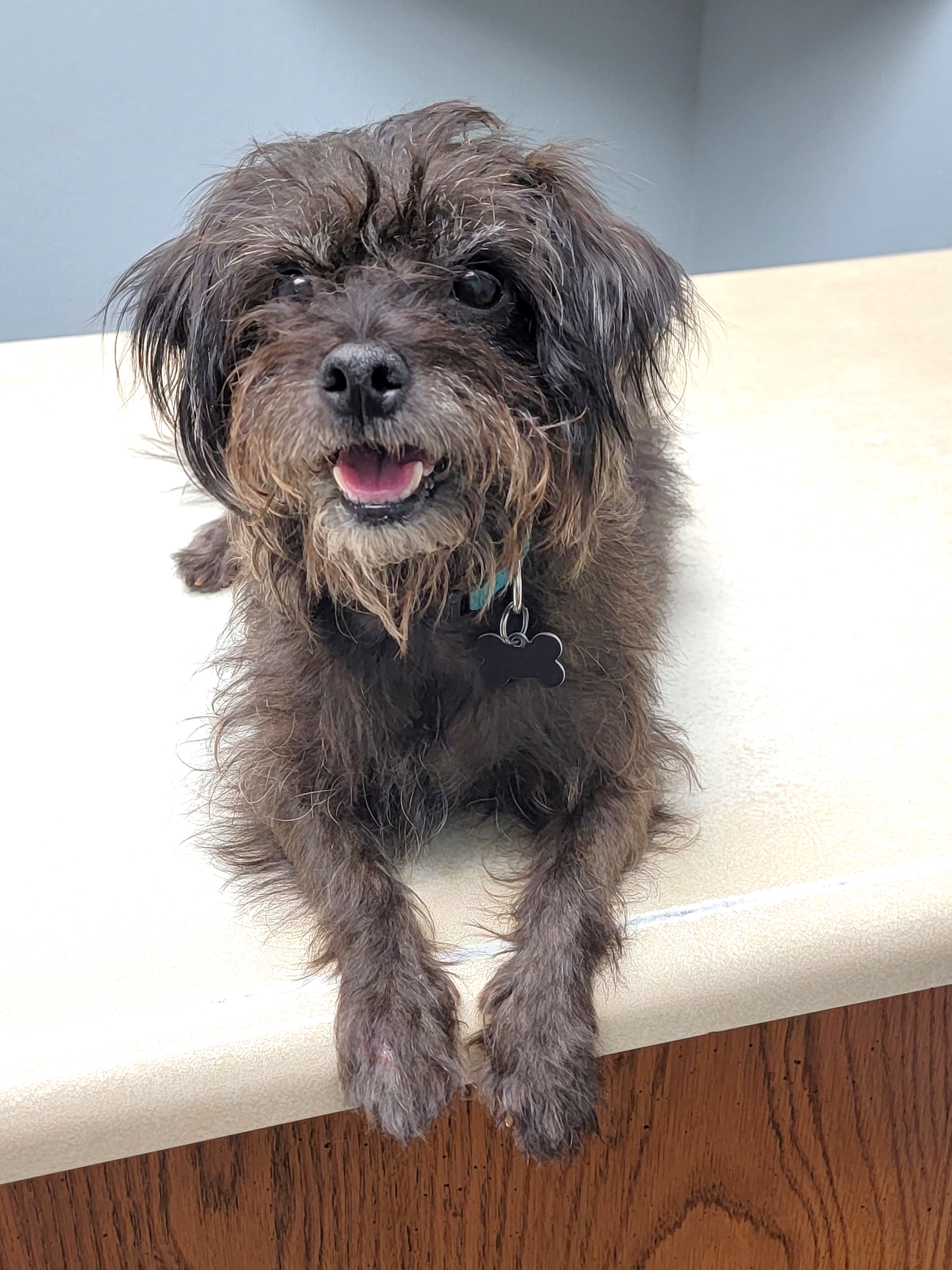 Enlarge Darby, a Adopted Cairn Terrier in Lisbon, IA image 1/6