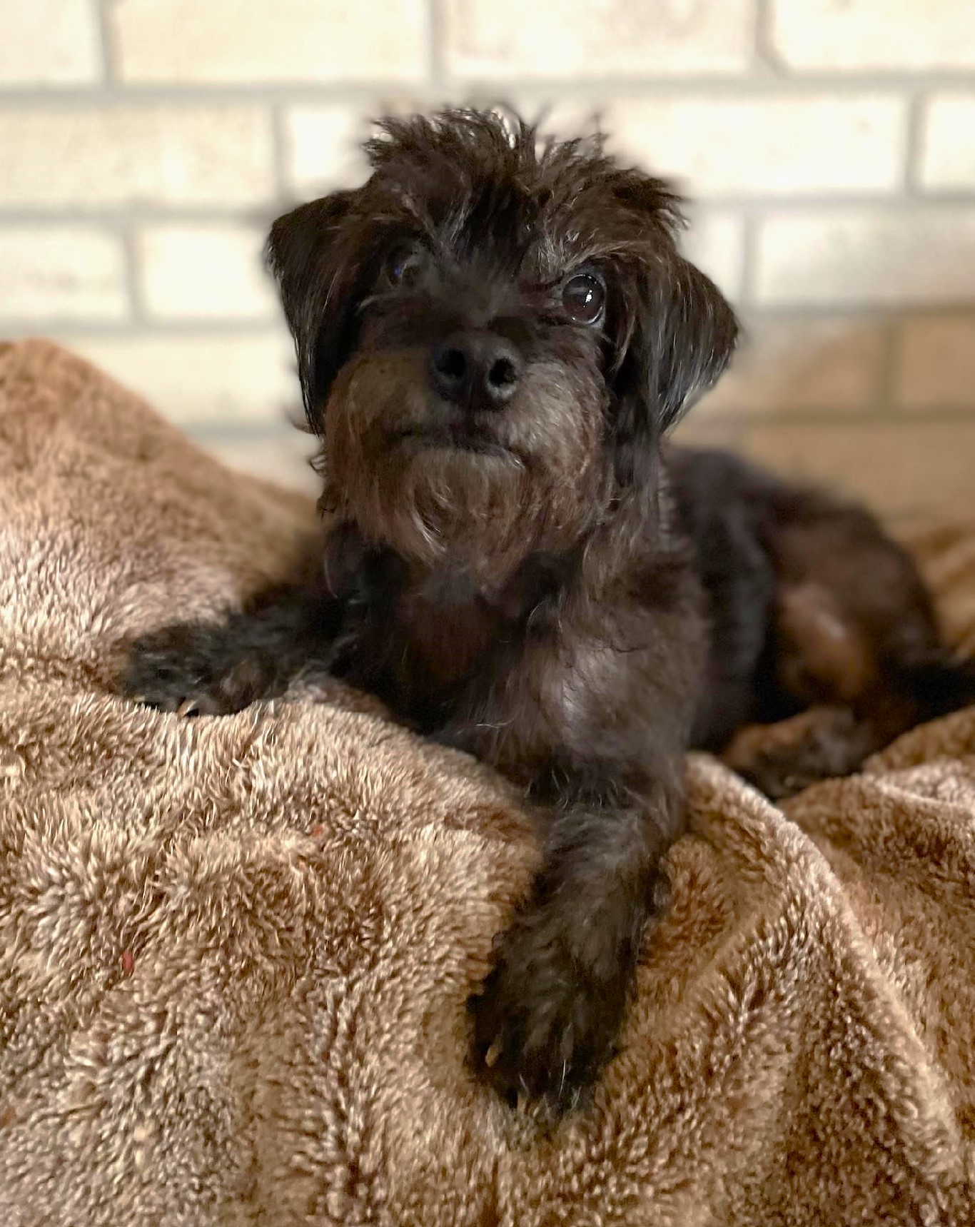 Enlarge Darby, a Adopted Cairn Terrier in Lisbon, IA image 2/6