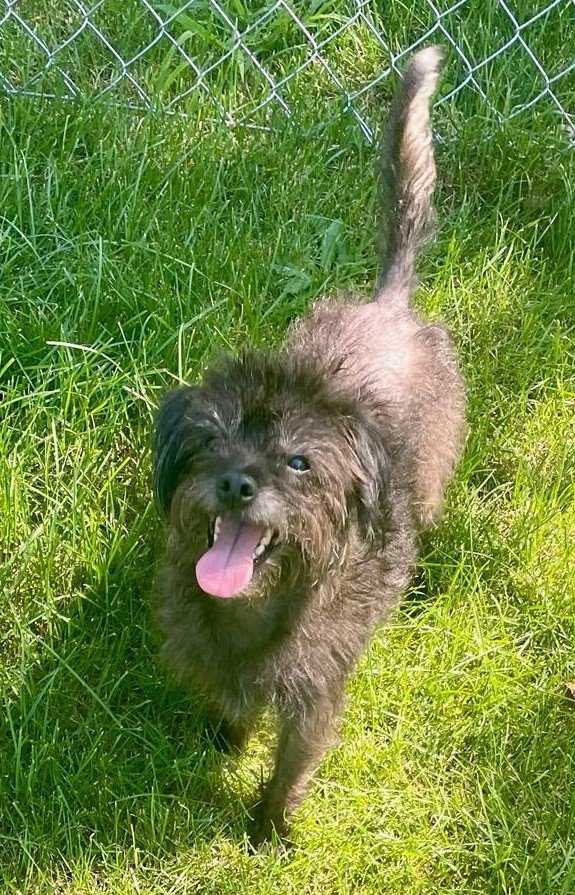 Enlarge Darby, a Adopted Cairn Terrier in Lisbon, IA image 3/6