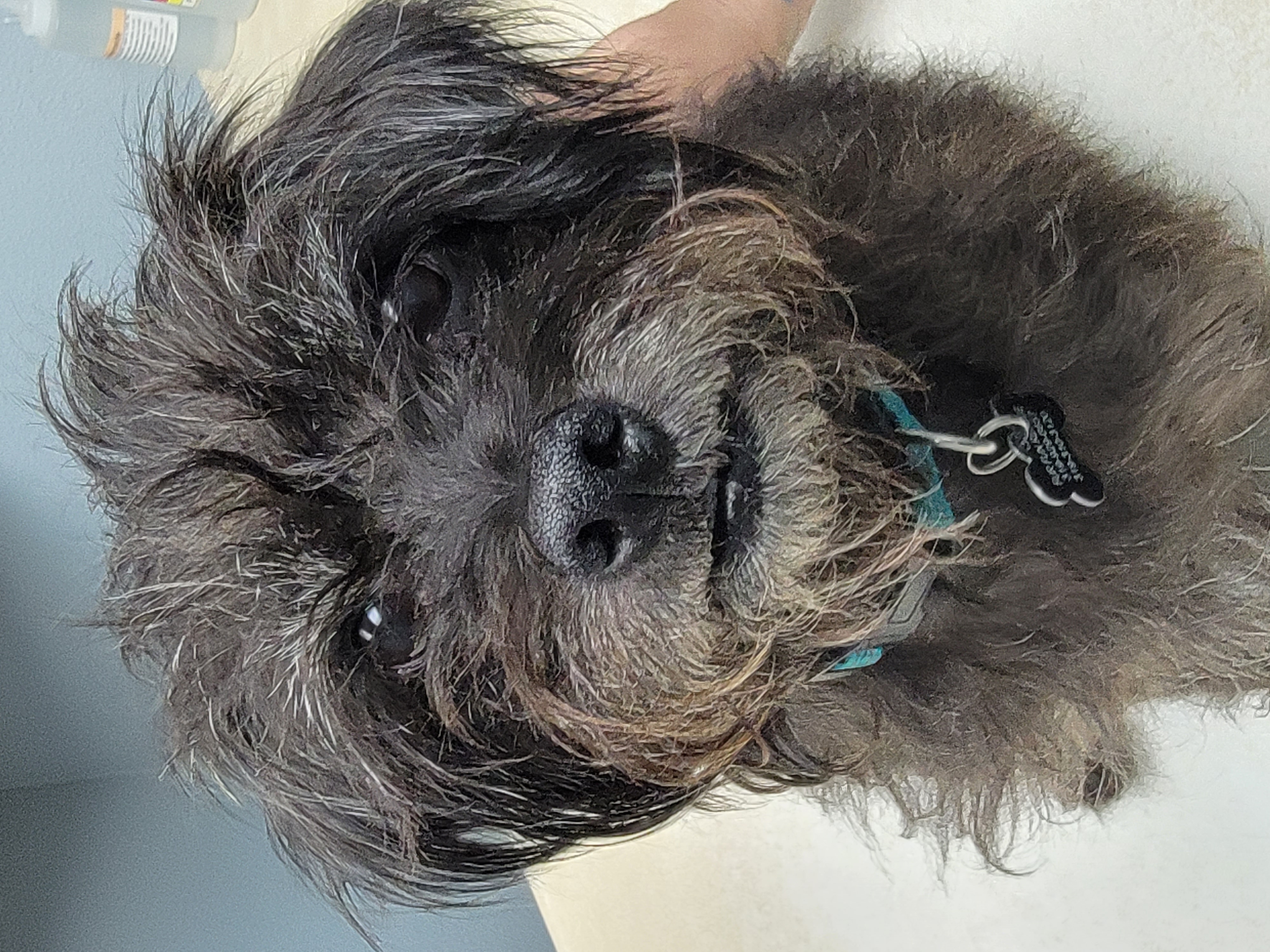 Enlarge Darby, a Adopted Cairn Terrier in Lisbon, IA image 4/6