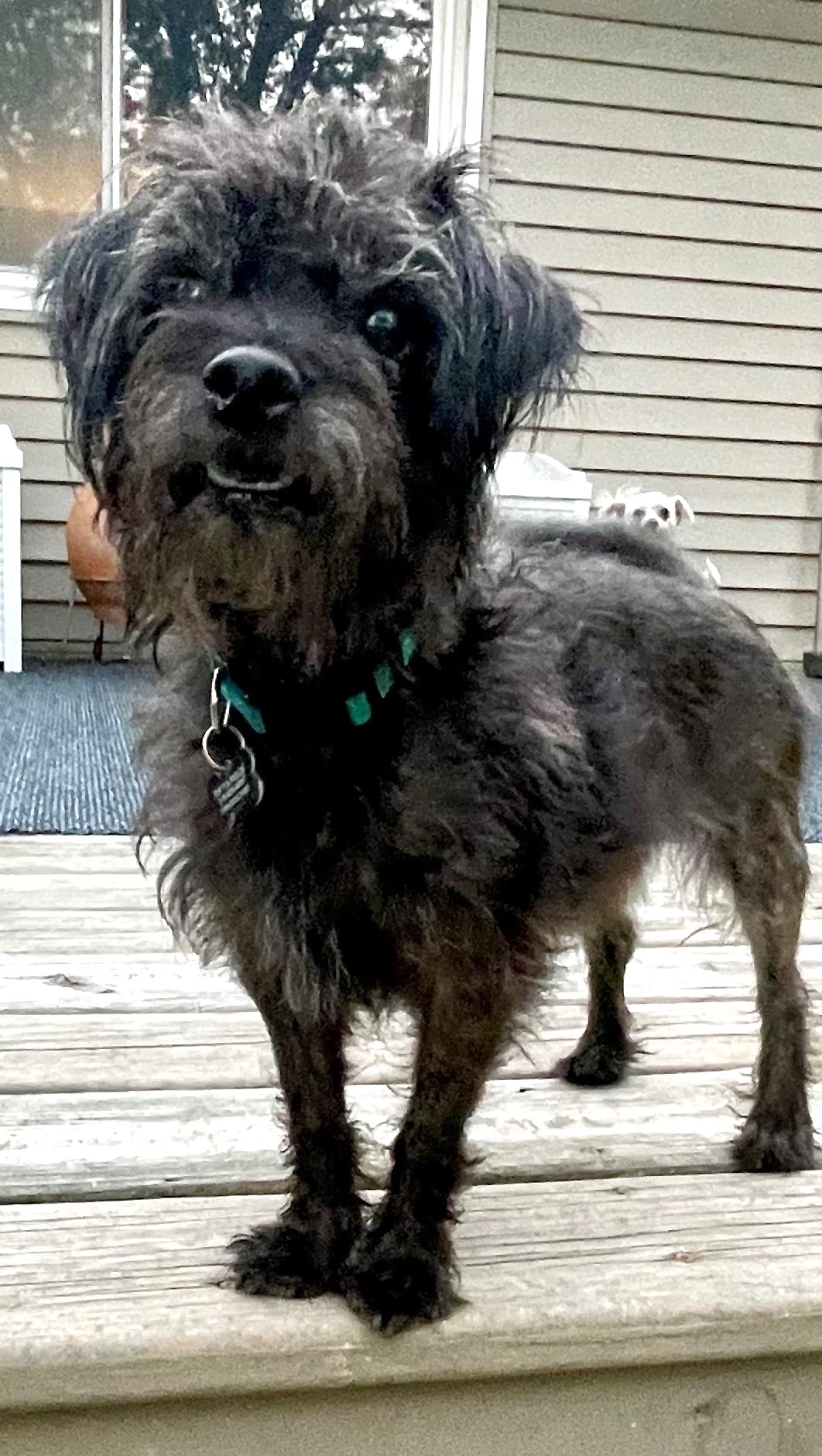 Enlarge Darby, a Adopted Cairn Terrier in Lisbon, IA image 5/6