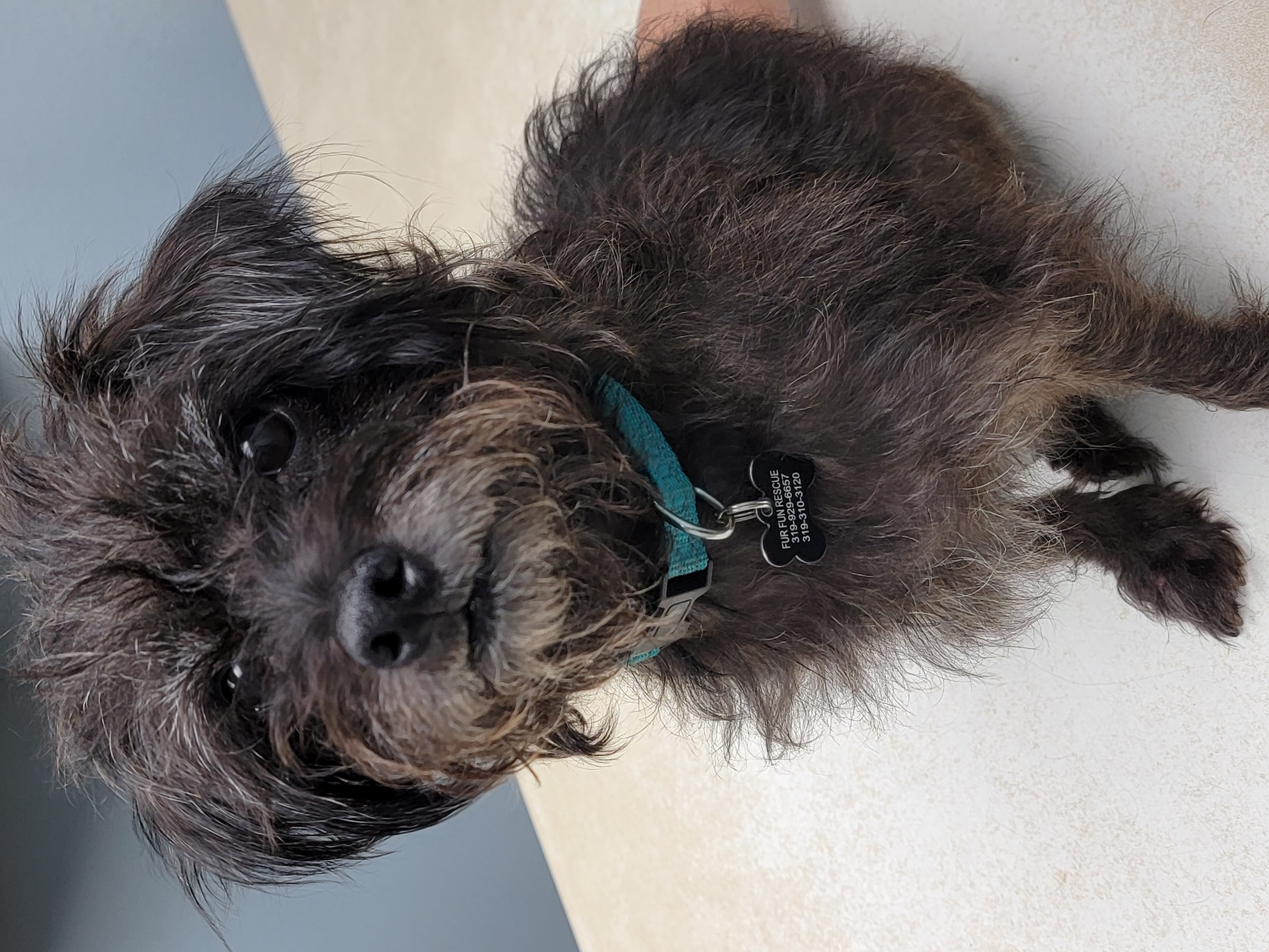Enlarge Darby, a Adopted Cairn Terrier in Lisbon, IA image 6/6
