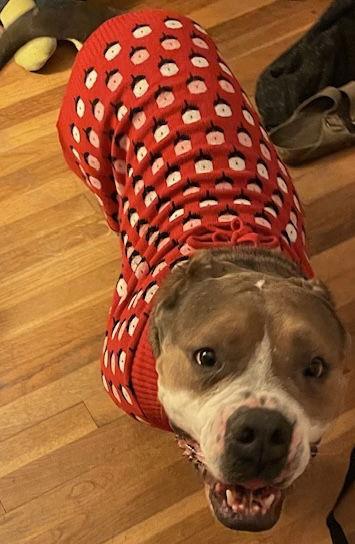 Enlarge Roxy, a Adoptable English Bulldog in Hillsboro, NH image 1/3