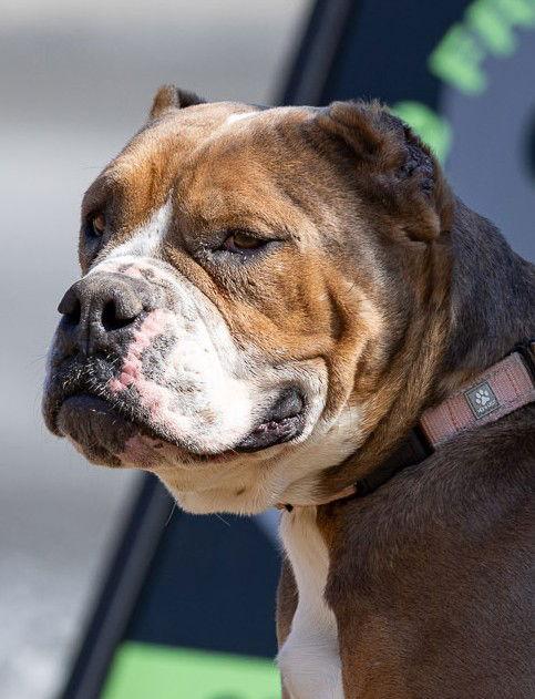 Roxy, Adoptable, Adult Female English Bulldog.