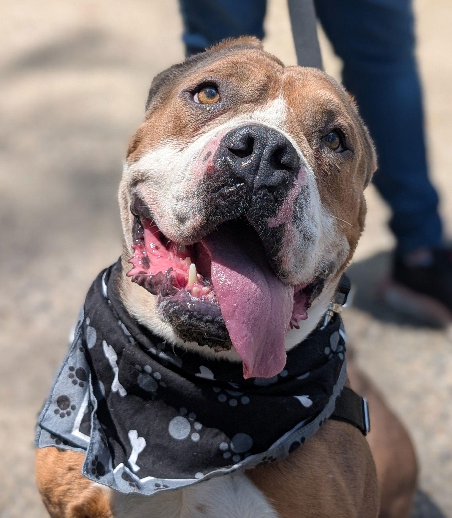 Enlarge Roxy, a Adoptable English Bulldog in Hillsboro, NH image 2/3