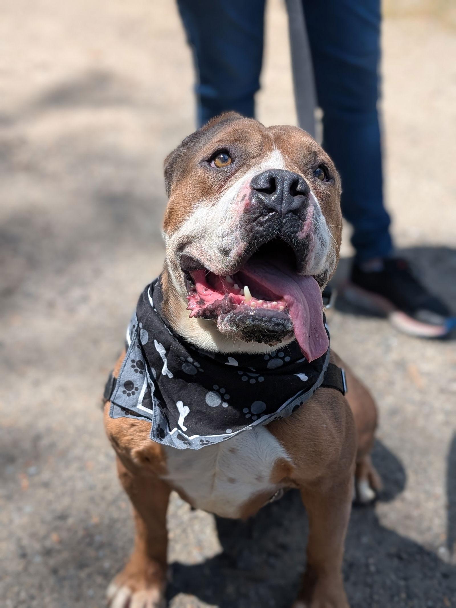 Enlarge Roxy, a Adoptable English Bulldog in Hillsboro, NH image 3/3