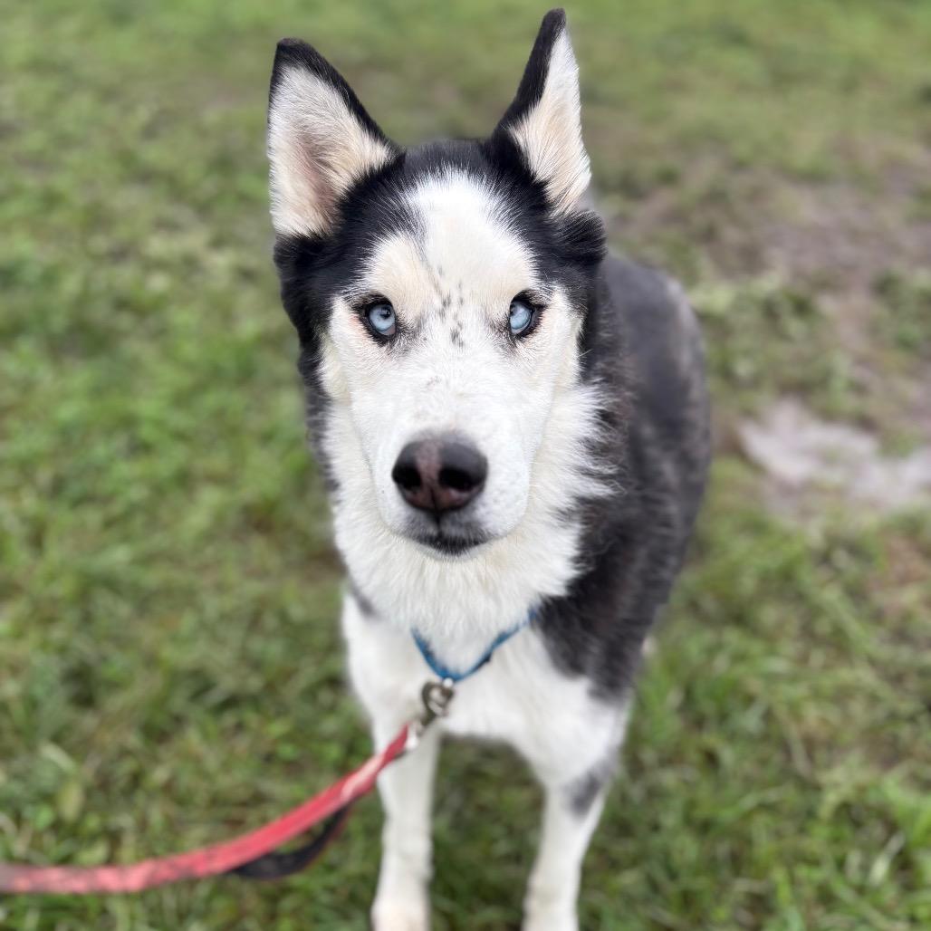 Blue, Adoptable, Senior Male Husky.
