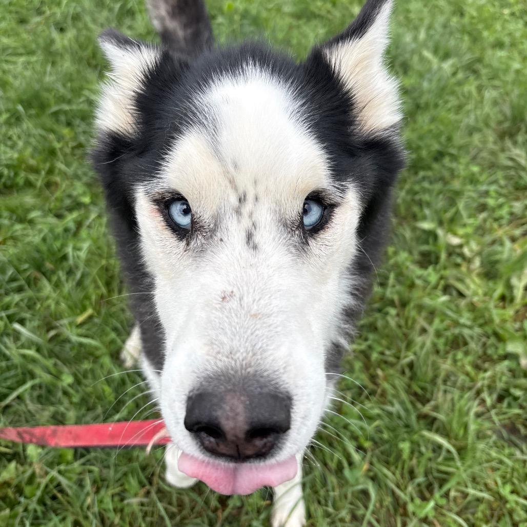 Enlarge Blue, a Adoptable Husky in West Des Moines, IA image 2/4