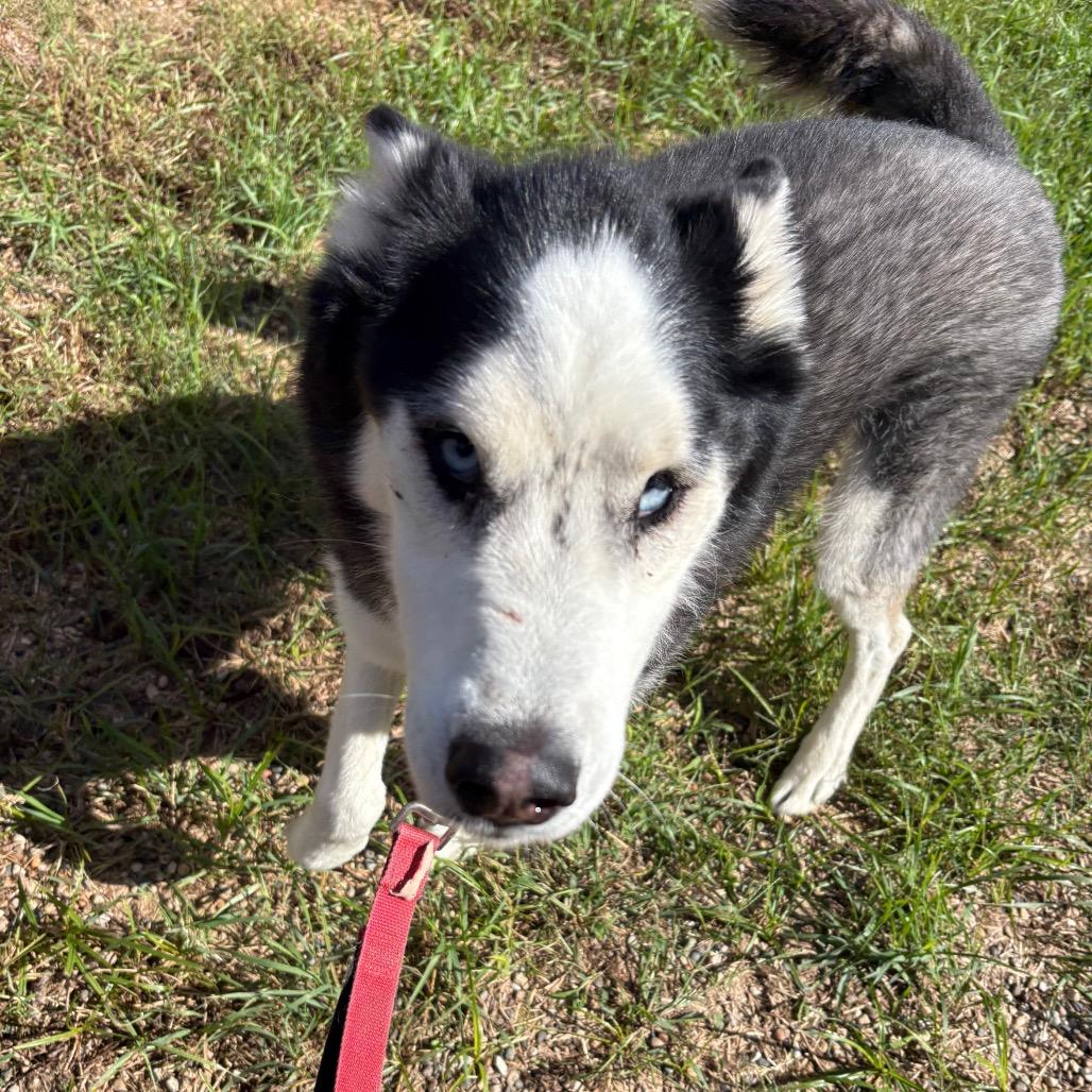 Enlarge Blue, a Adoptable Husky in West Des Moines, IA image 3/4