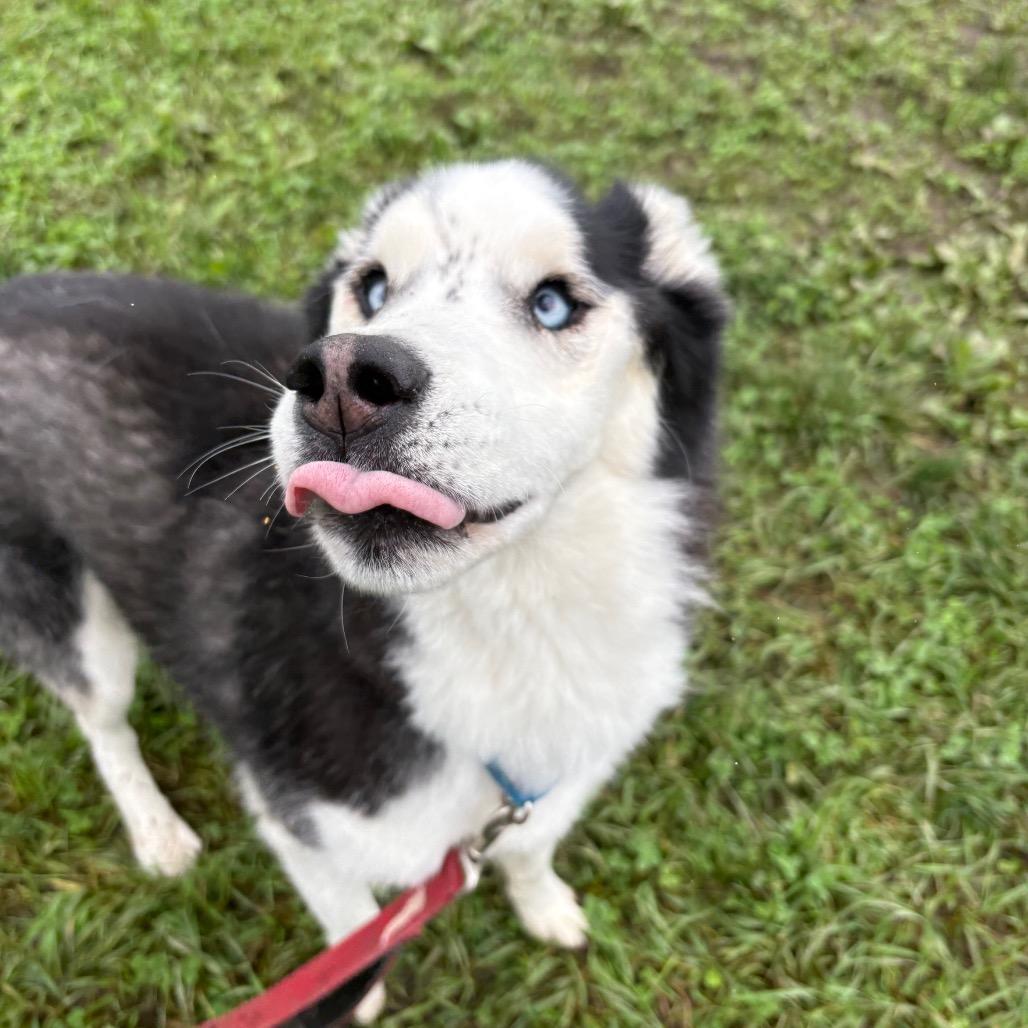 Enlarge Blue, a Adoptable Husky in West Des Moines, IA image 4/4