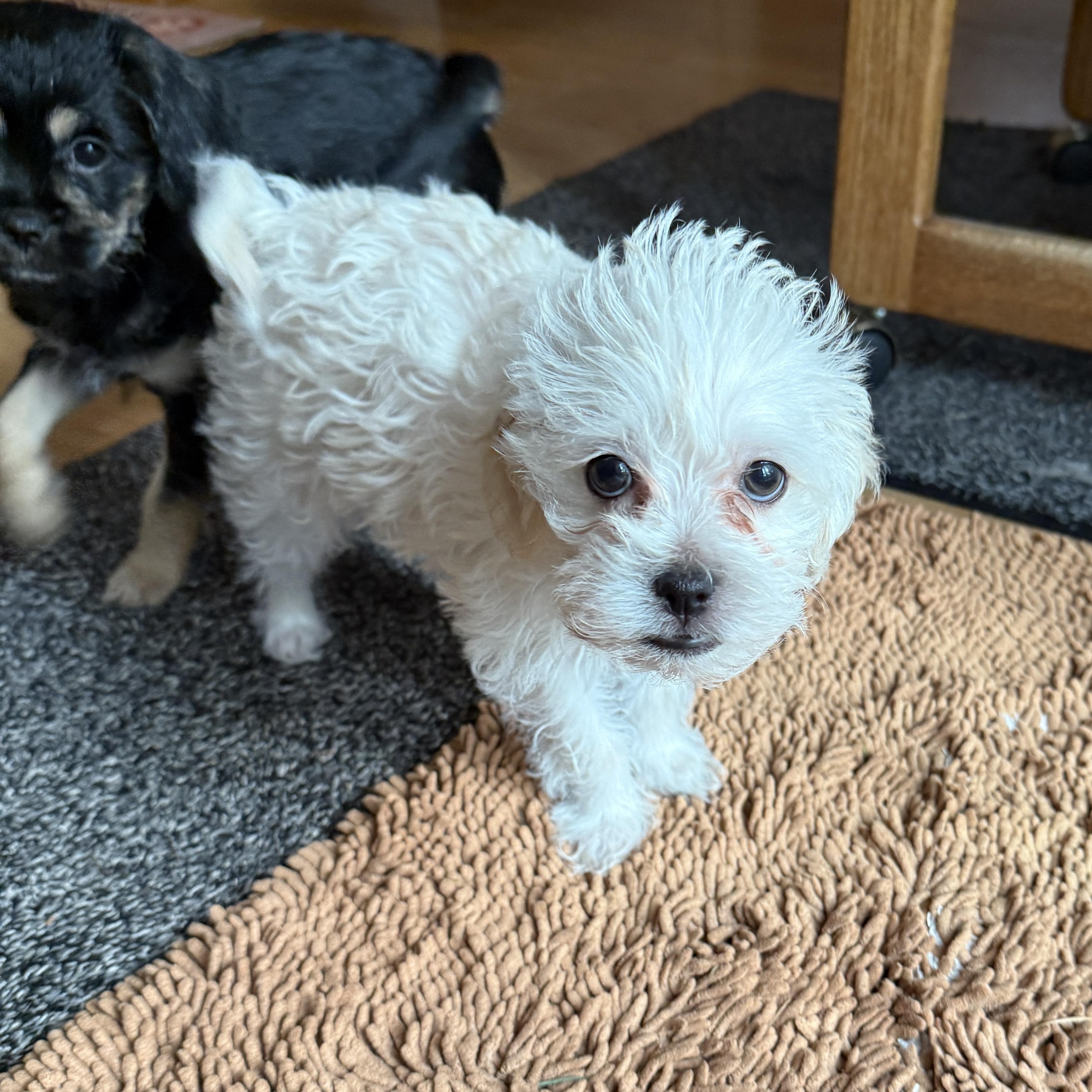 Enlarge Mason, an adopted mixed breed in Gig Harbor, WA image 4/5