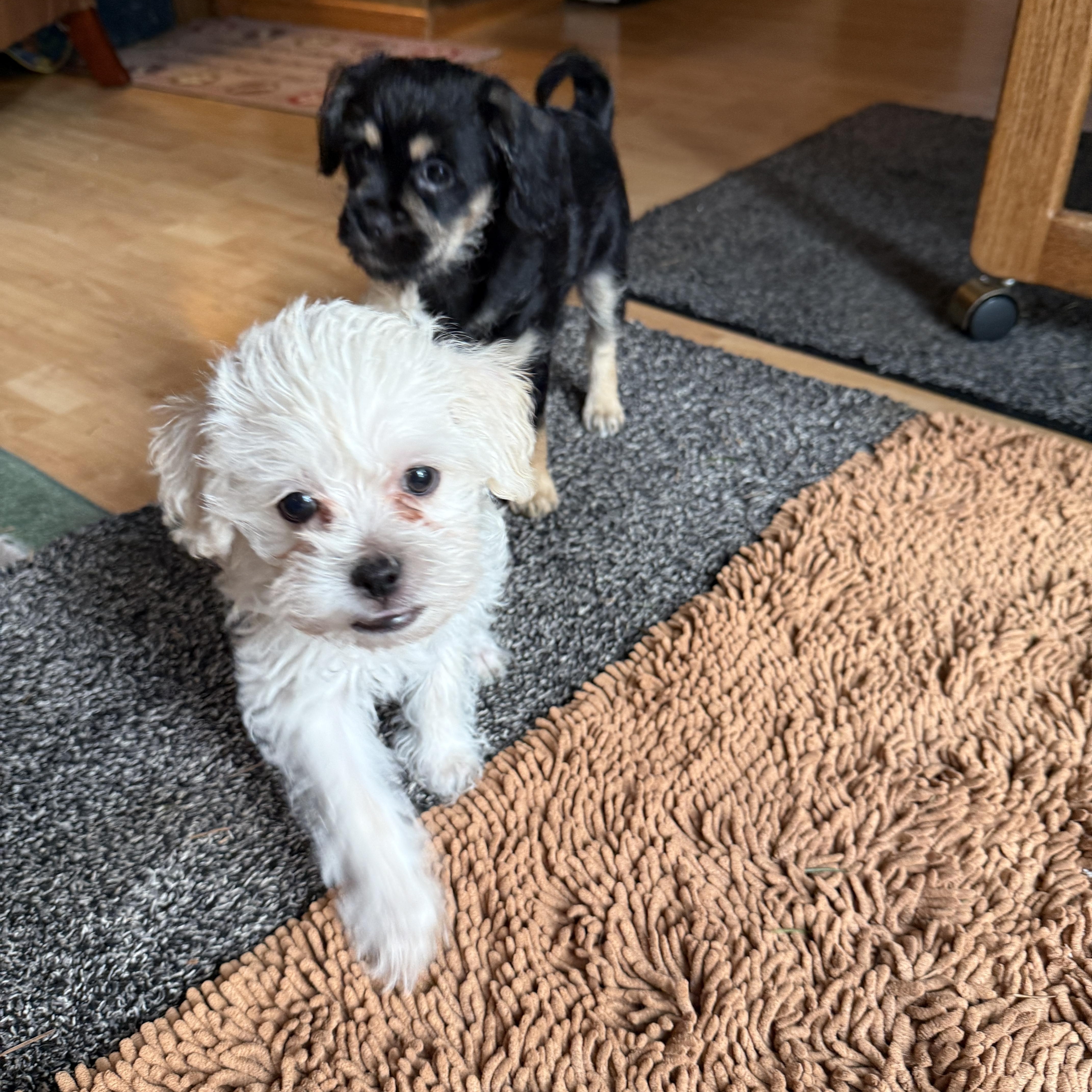 Enlarge Mason, an adopted mixed breed in Gig Harbor, WA image 3/5