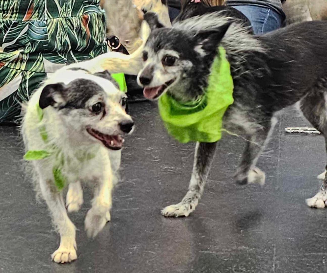 Pepper, Adopted, Senior Female Jack Russell Terrier & Chihuahua.