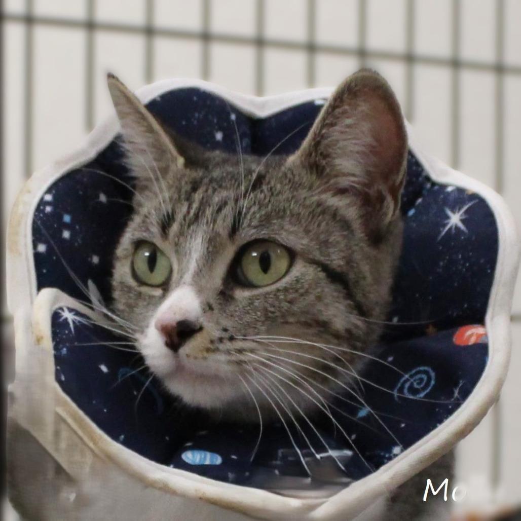Molly, a Adoptable Domestic Short Hair in Yucaipa, CA image 1/5