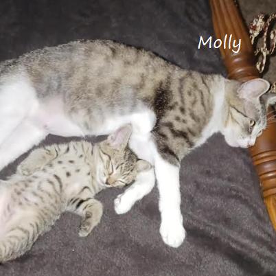 Molly, a Adoptable Domestic Short Hair in Yucaipa, CA image 2/5