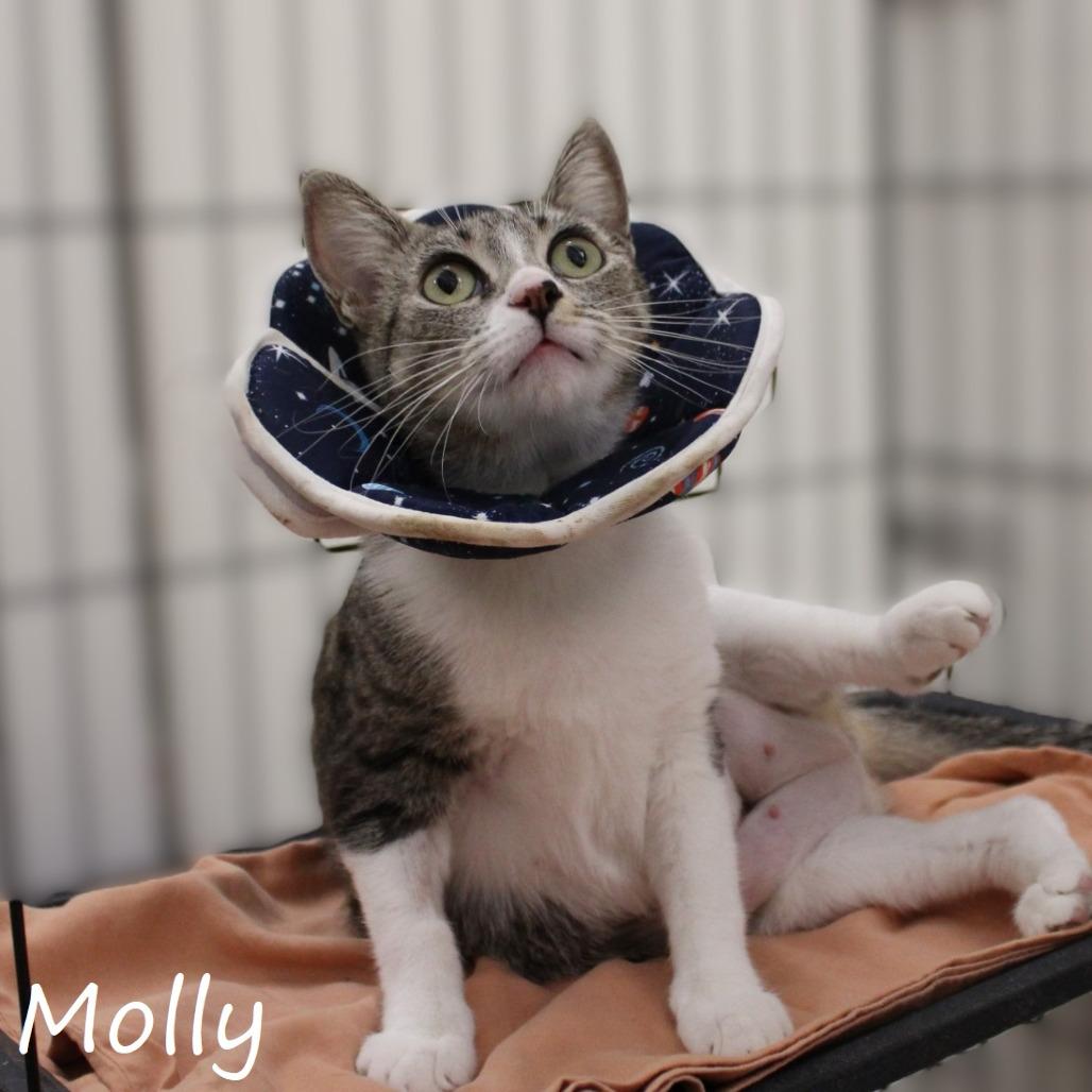 Molly, a Adoptable Domestic Short Hair in Yucaipa, CA image 3/5