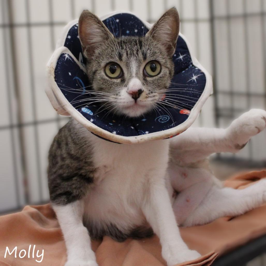 Molly, a Adoptable Domestic Short Hair in Yucaipa, CA image 4/5