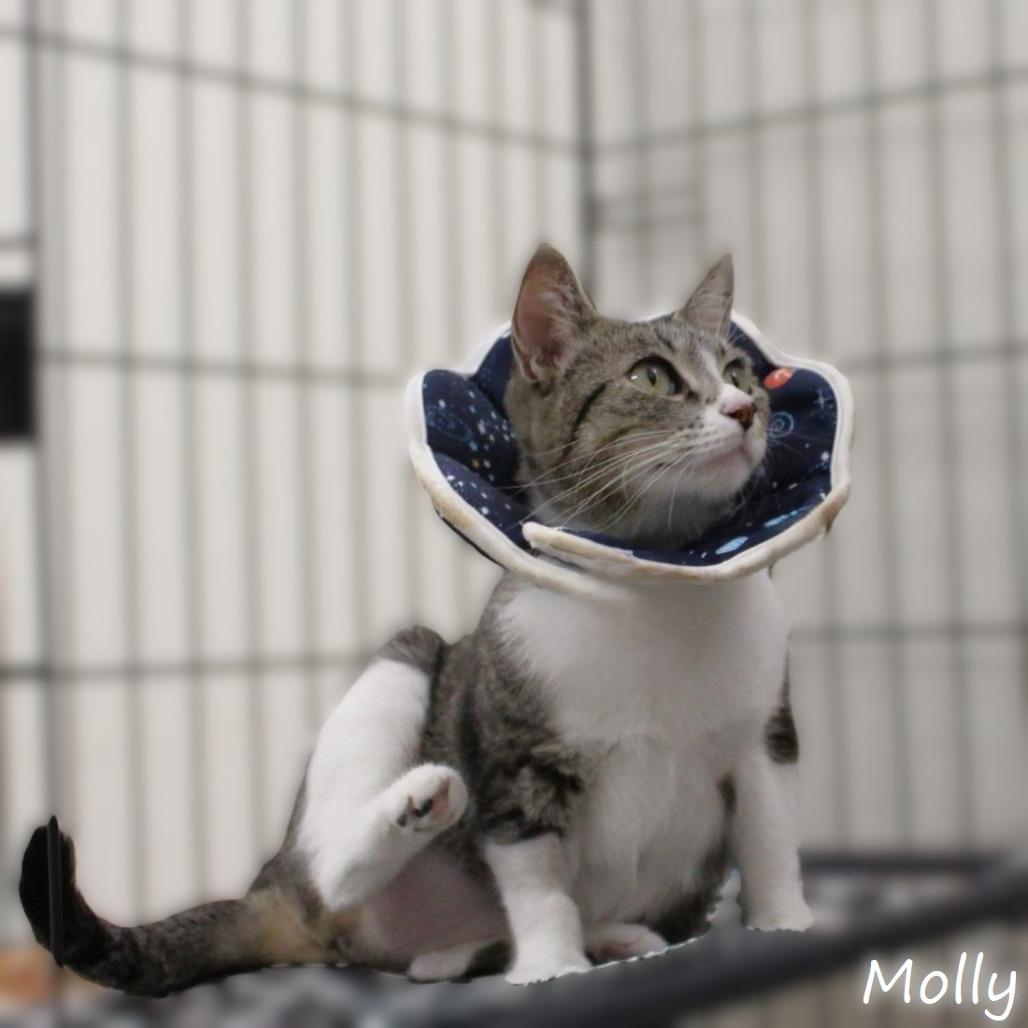 Molly, a Adoptable Domestic Short Hair in Yucaipa, CA image 5/5