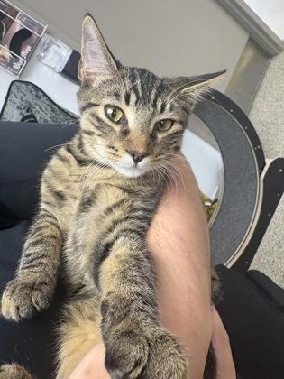 Isosceles, Adoptable, Young Female Domestic Short Hair.