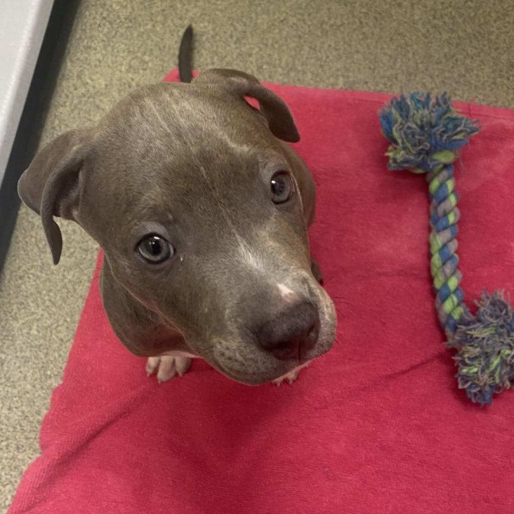 Enlarge Sammy, a Adoptable Pit Bull Terrier in Nashville, TN image 1/2