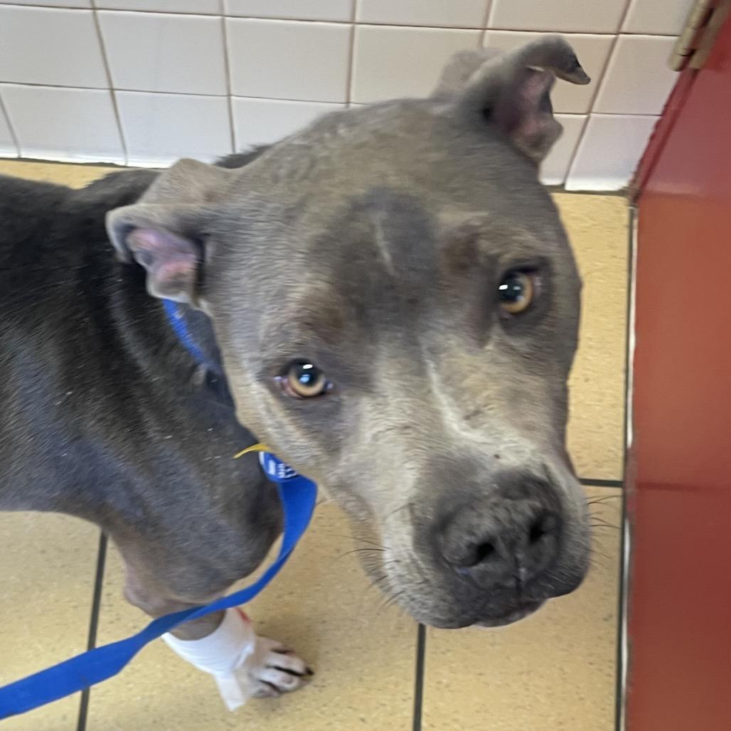 Enlarge Sammy, a Adoptable Pit Bull Terrier in Nashville, TN image 2/2