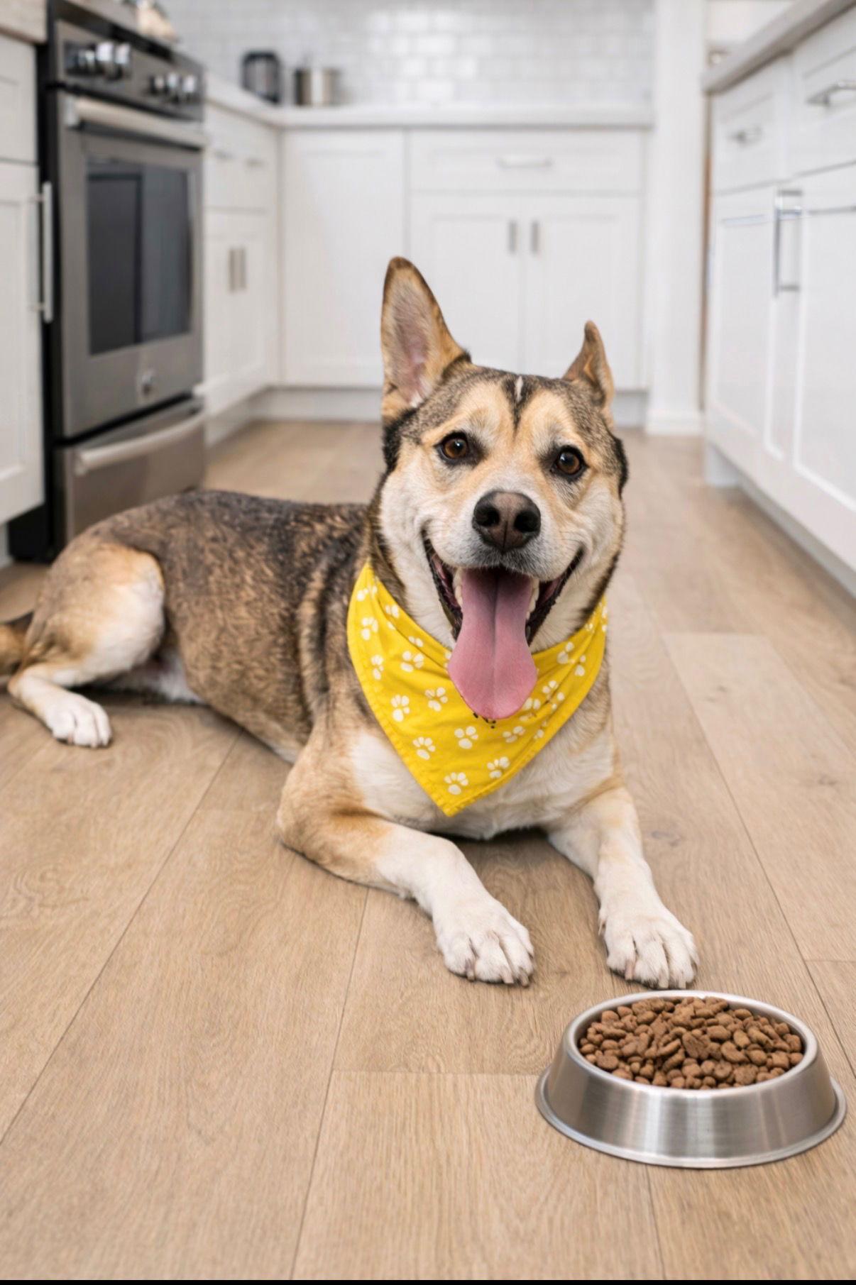 Timber, Adoptable, Adult Male Husky & Shepherd.