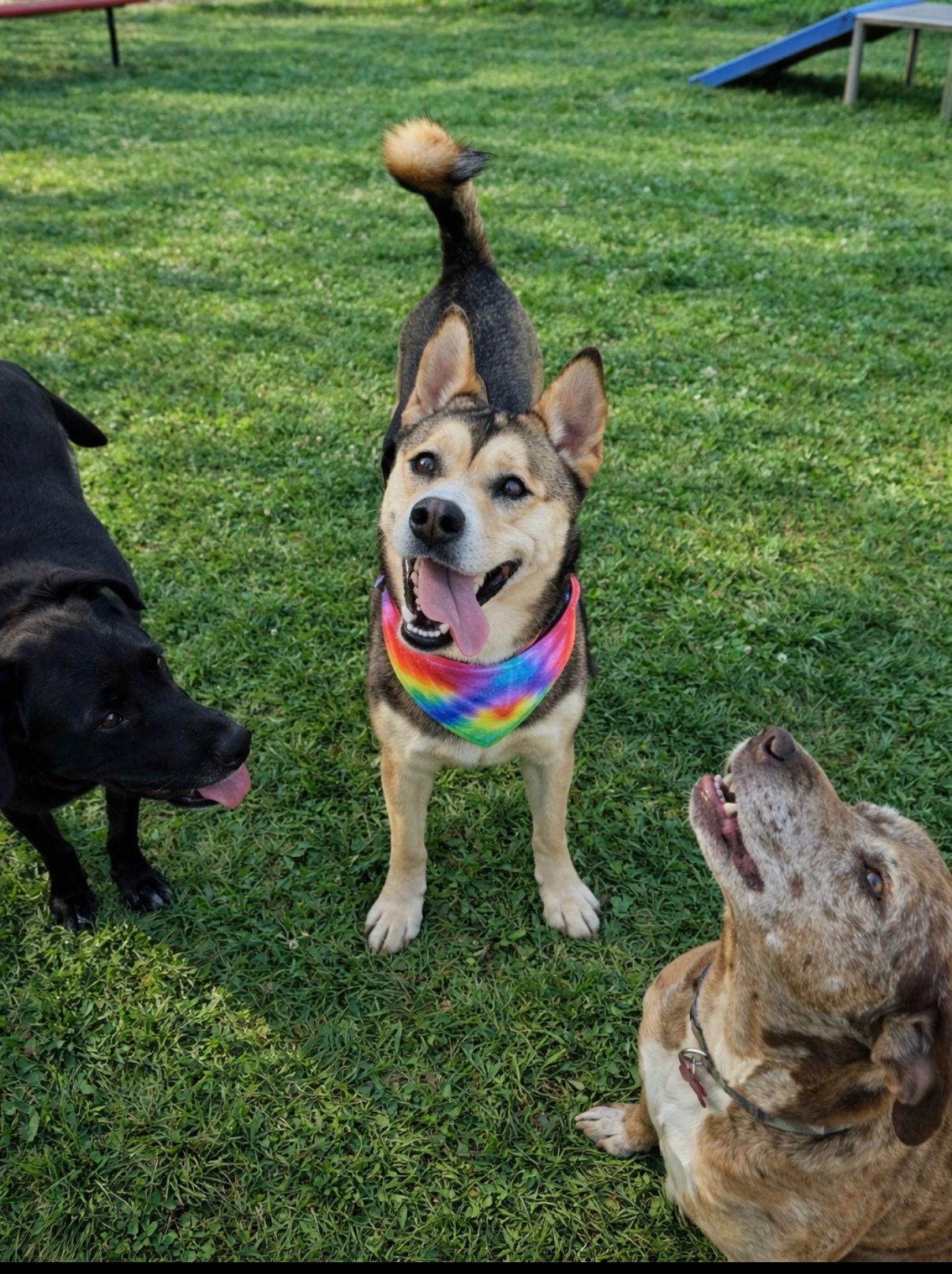 Timber, a Adoptable mixed breed in Euless, TX image 2/3