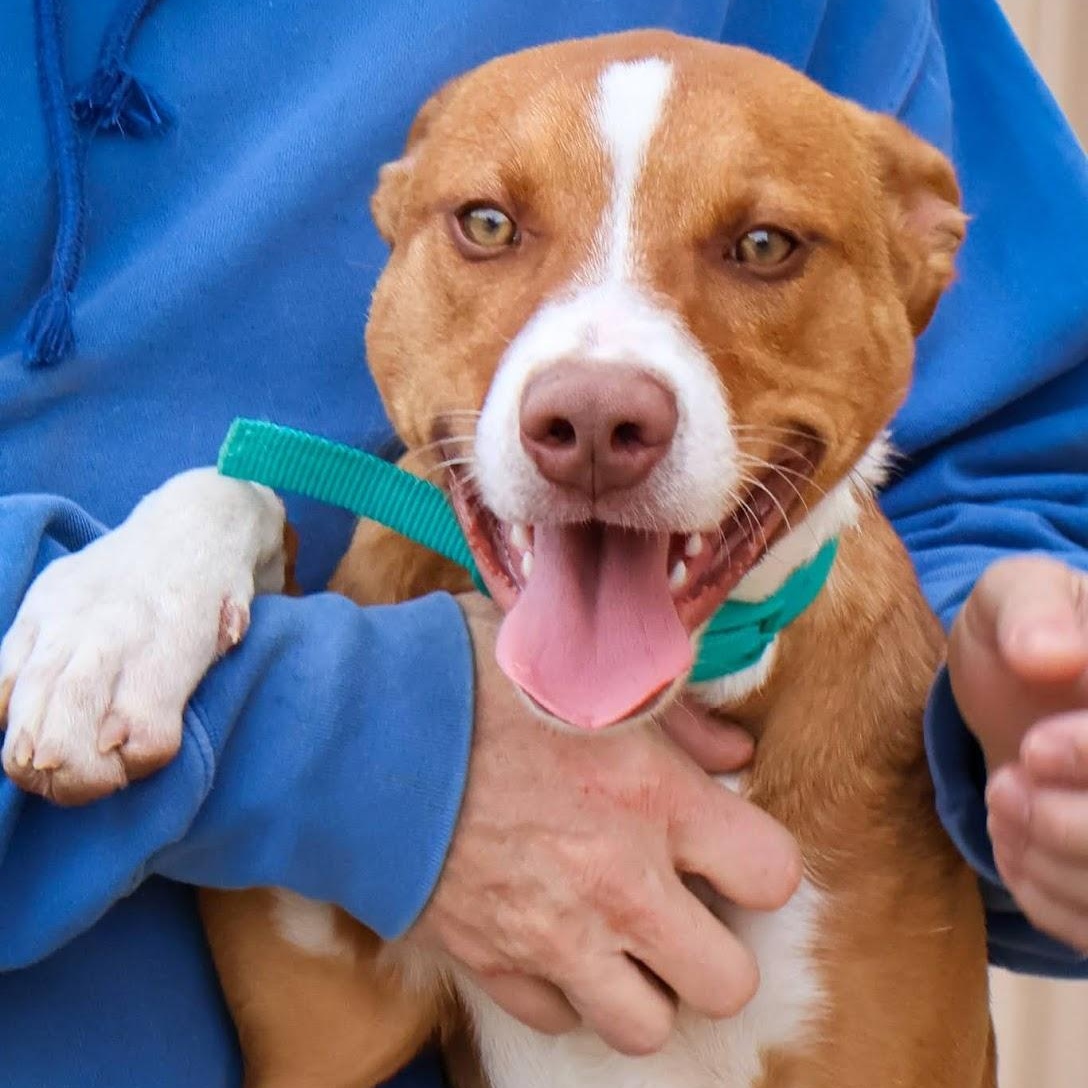 Mr. Gingy, ADOPTABLE, Puppy Male Pit Bull Terrier.