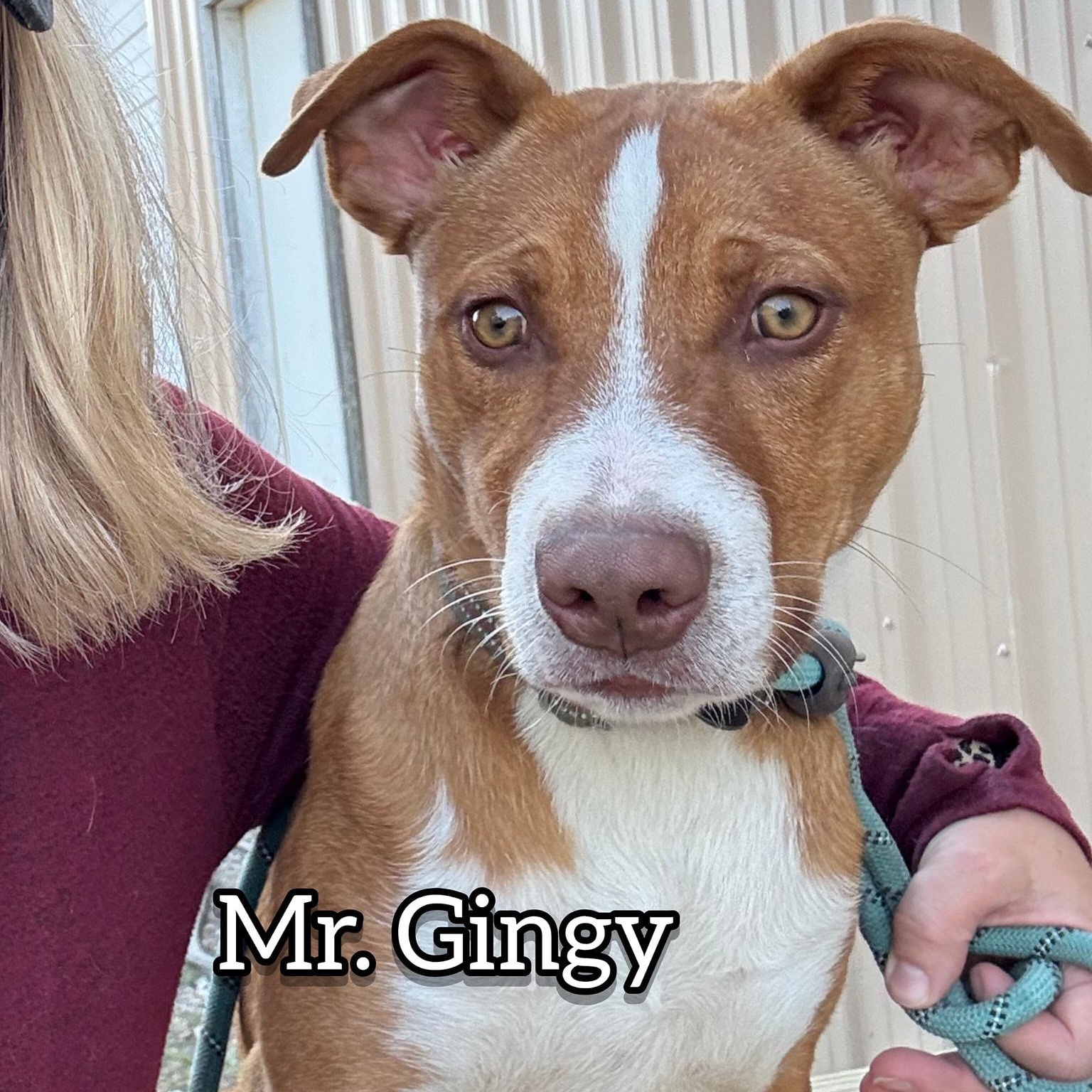 Mr. Gingy, a ADOPTABLE Pit Bull Terrier in Hollister, MO image 2/4