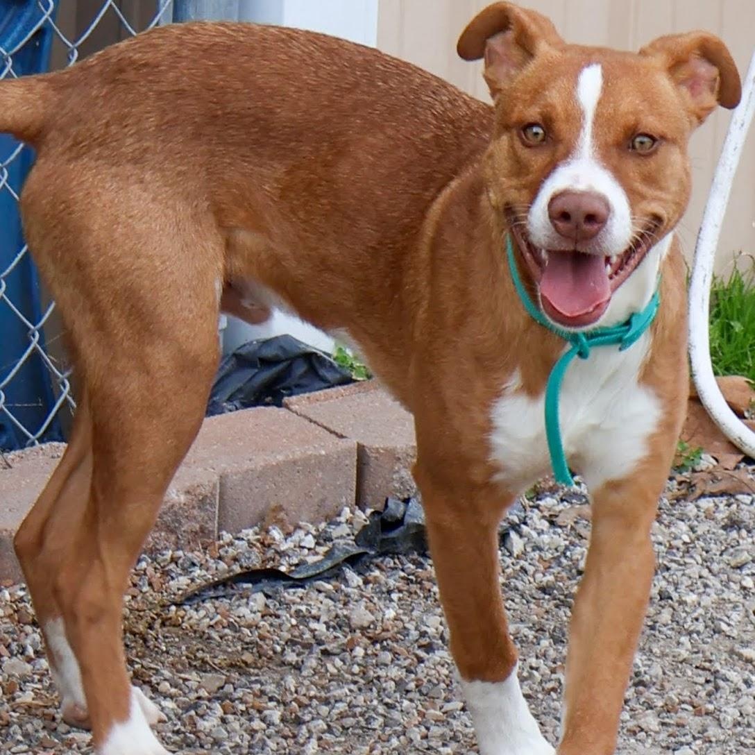 Mr. Gingy, a ADOPTABLE Pit Bull Terrier in Hollister, MO image 3/4