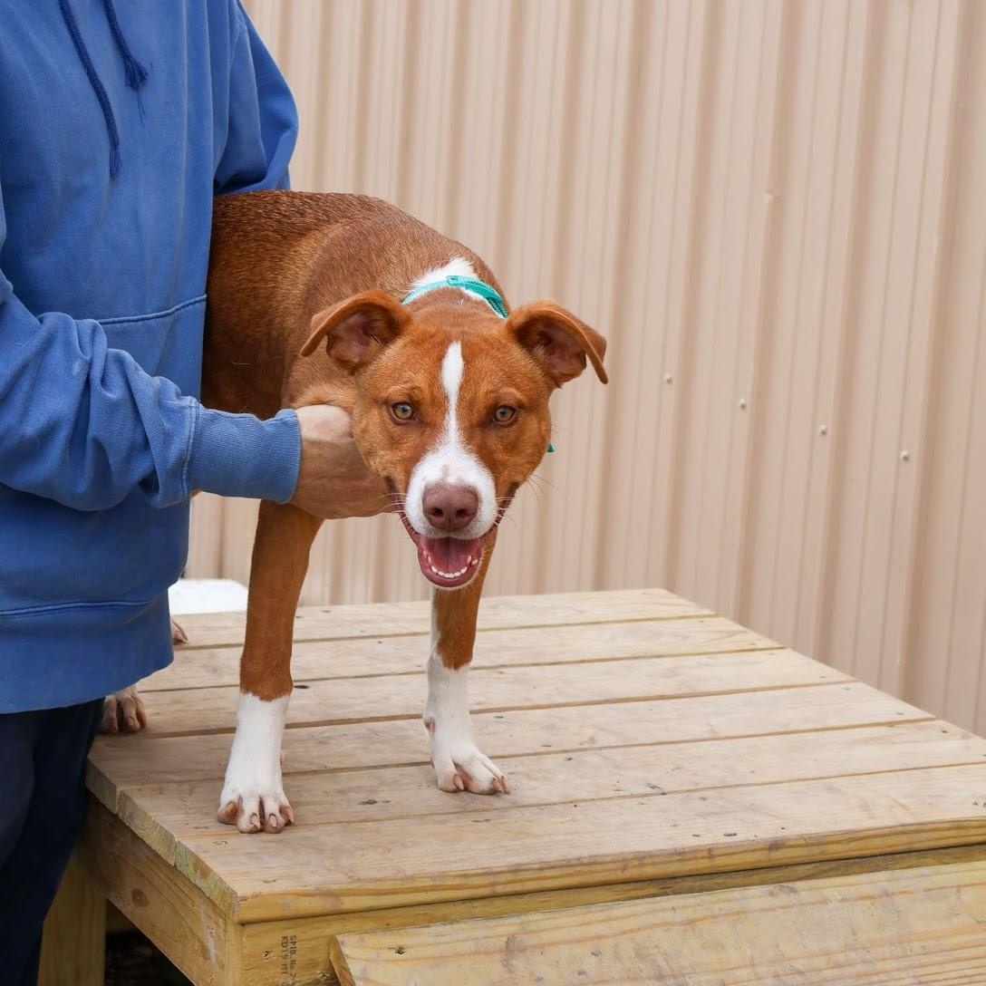 Mr. Gingy, a ADOPTABLE Pit Bull Terrier in Hollister, MO image 4/4