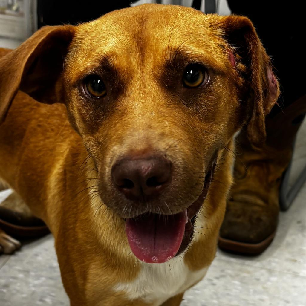 Enlarge Ariel, a Adoptable mixed breed in Clarksdale, MS image 1/4