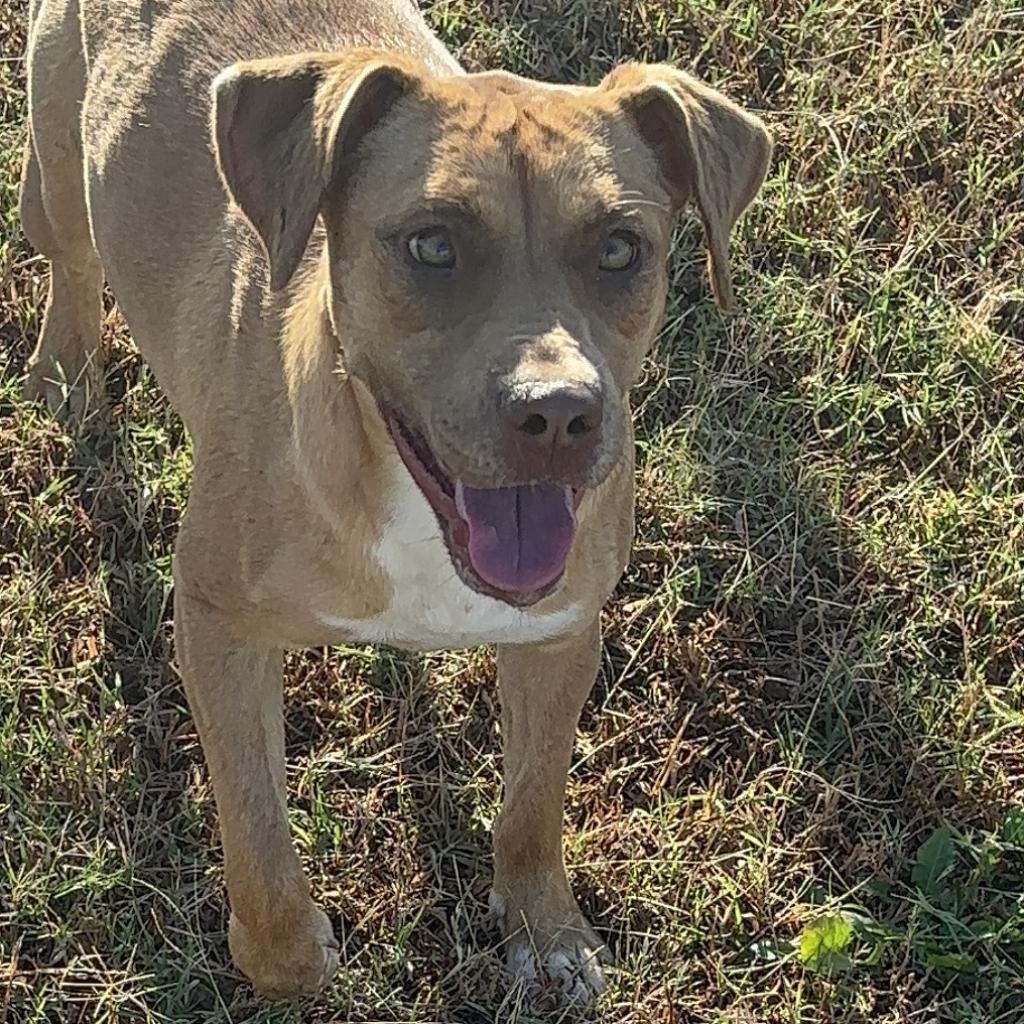 Enlarge Ariel, a Adoptable mixed breed in Clarksdale, MS image 2/4