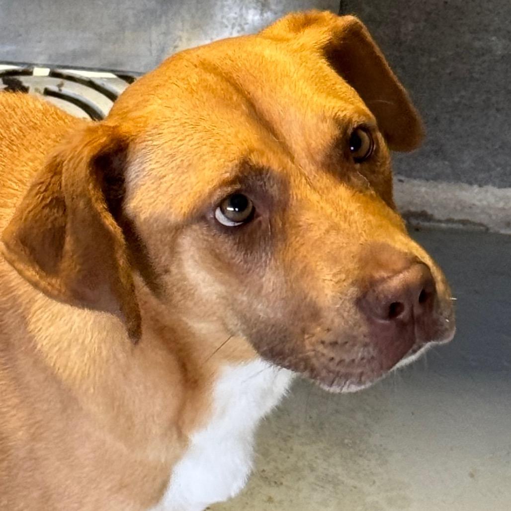 Enlarge Ariel, a Adoptable mixed breed in Clarksdale, MS image 3/4