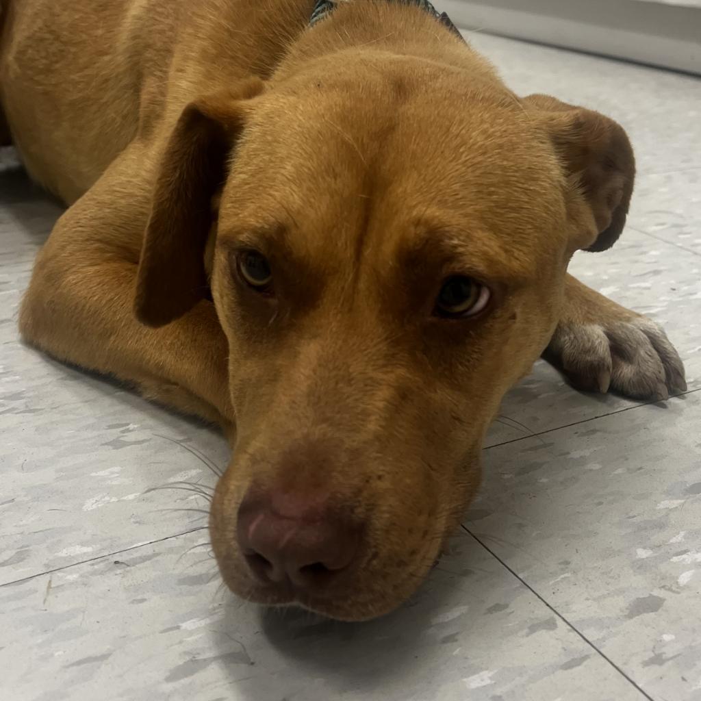 Enlarge Ariel, a Adoptable mixed breed in Clarksdale, MS image 4/4