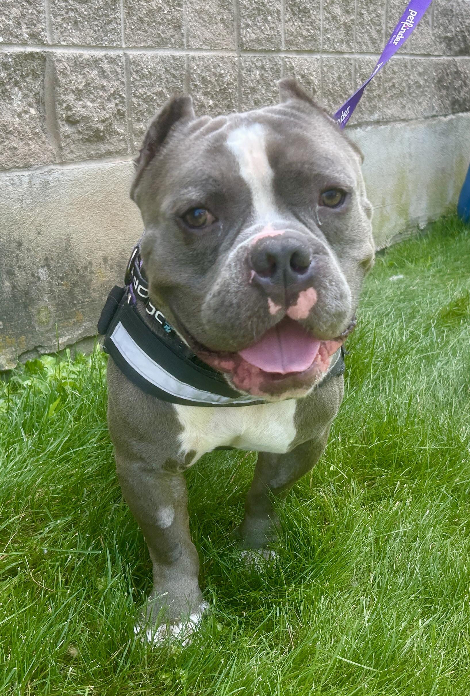 Chunky, adoptable, Adult Male Bulldog.