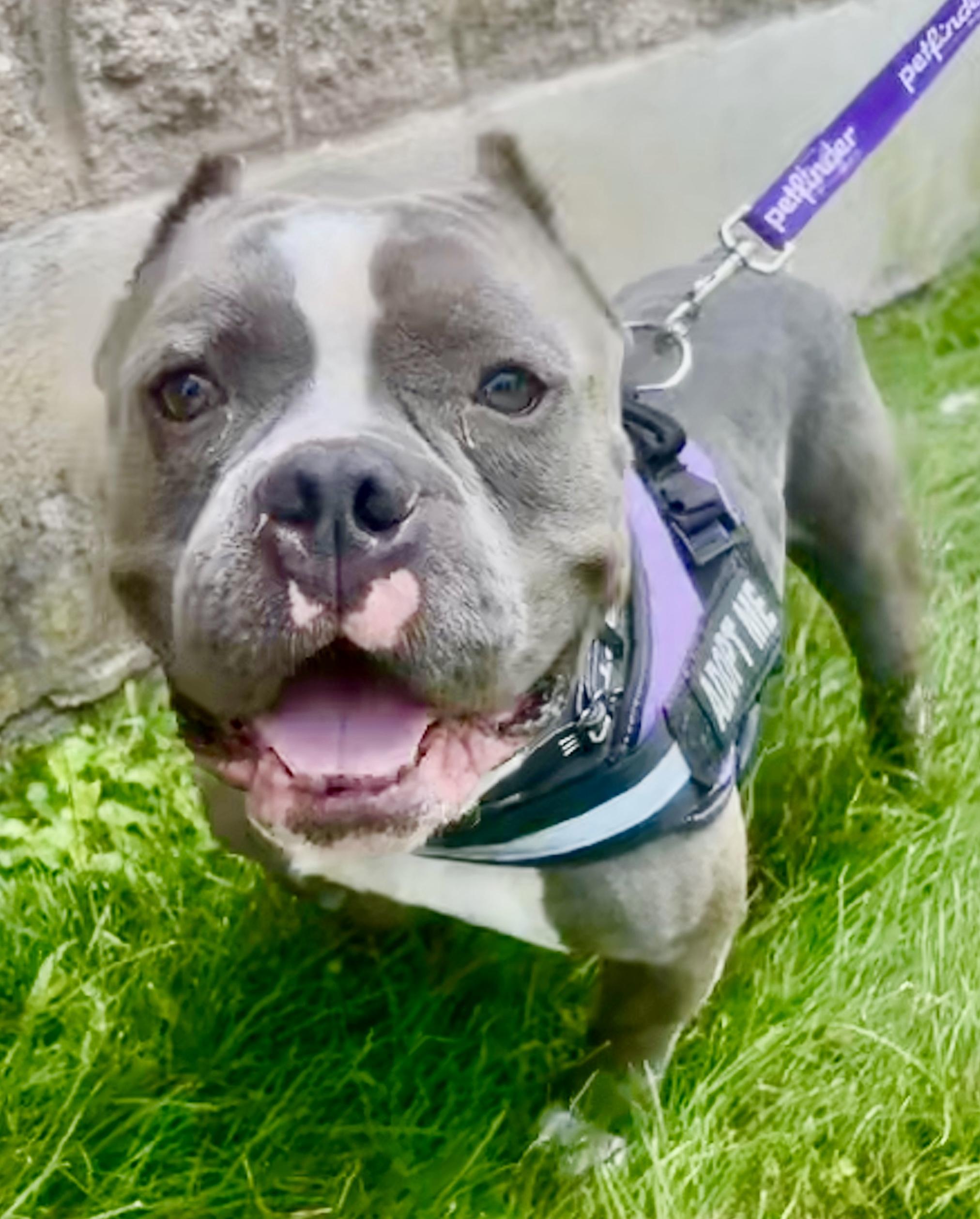 Chunky, a Adoptable Bulldog in Warren, NJ image 1/5