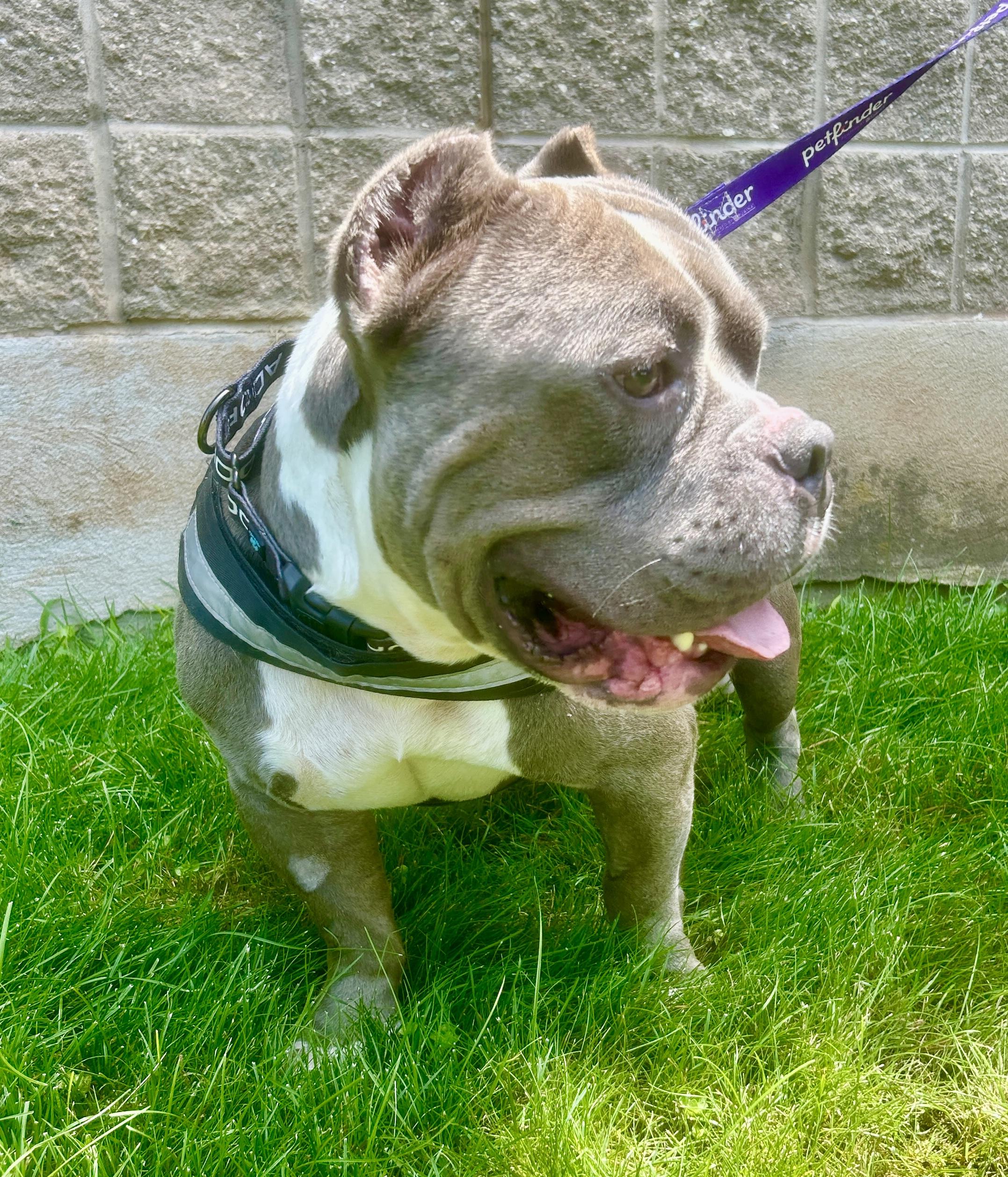 Chunky, a Adoptable Bulldog in Warren, NJ image 4/5
