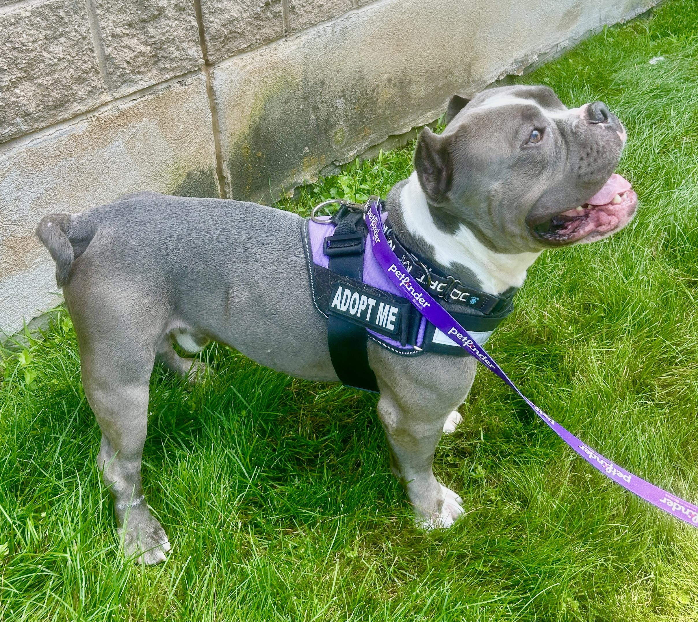 Chunky, a Adoptable Bulldog in Warren, NJ image 2/5