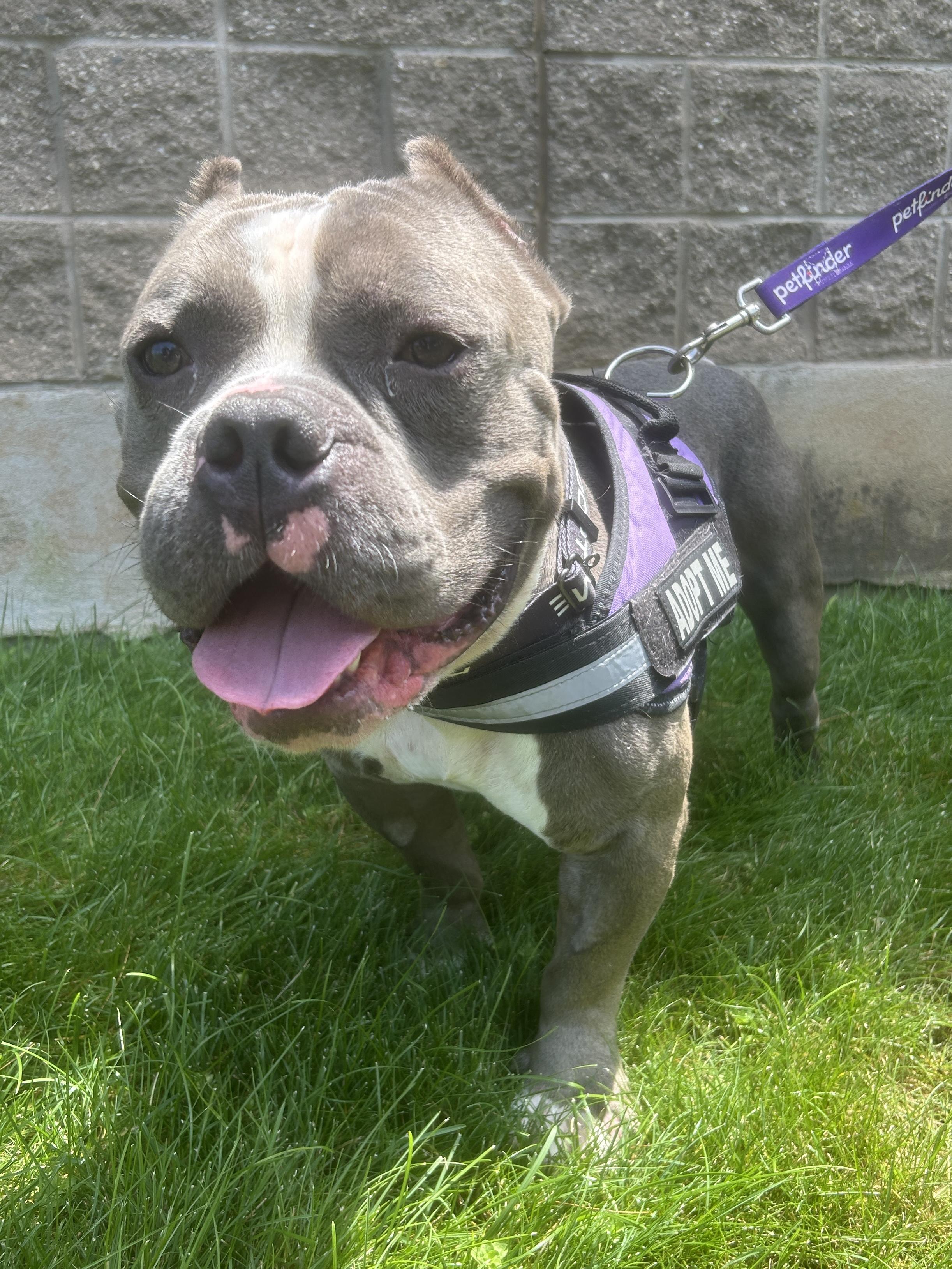 Chunky, a Adoptable Bulldog in Warren, NJ image 5/5