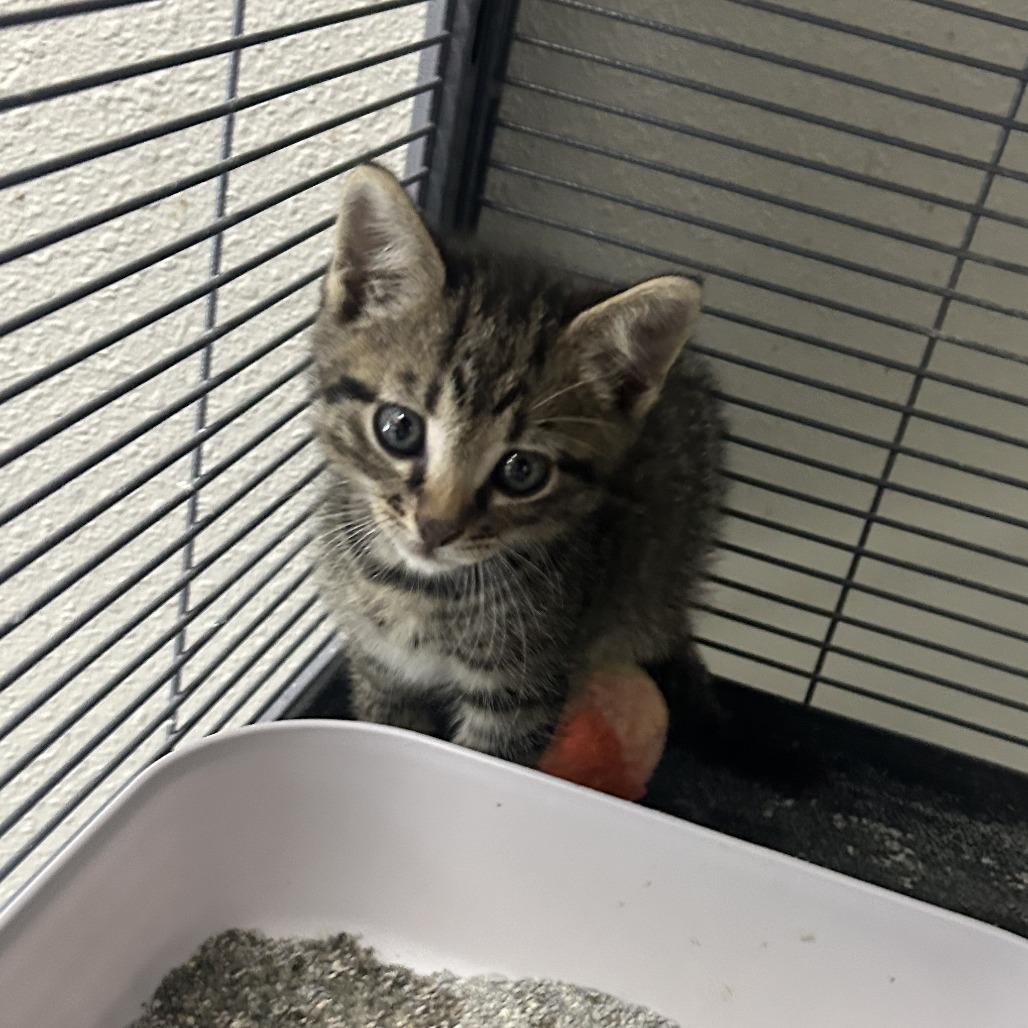 Tappy, Adoptable, Kitten Male Domestic Short Hair.